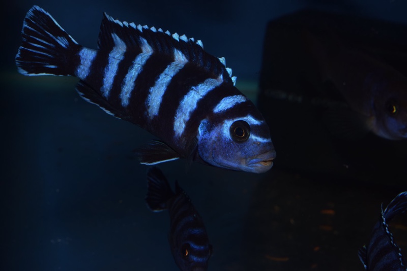 Chindongo demasoni 'Pombo Rocks'